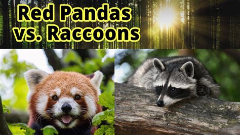 Red Panda Raccoon Related To