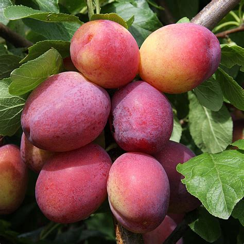 Prunus Domestica Victoria Plum Half Standard Millstone Garden Centre