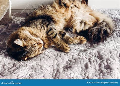 Beautiful Maine Coon Cat Sleeping On Soft Bed In Sunny Evening Stock