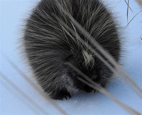 A porcupine wandering through the frozen-dessert section