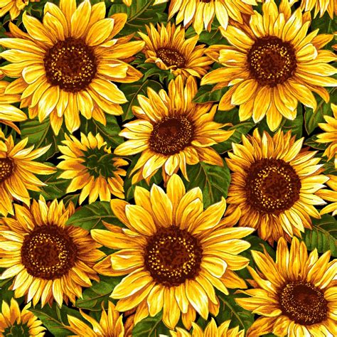 Bountiful Harvest Sunflowers With Metallic Fabri Quilt Fabrics 6997