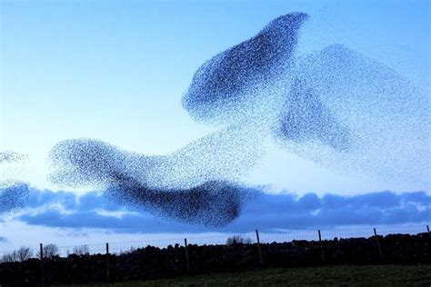 Secret of starling formation | The Times