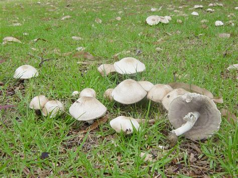 Agaricus Arvensis Almond Mushroom Tall Trees And Mushrooms