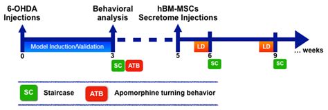 Cells Free Full Text Preclinical Comparison Of Stem Cells Secretome