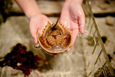 Living Fossils: Horseshoe Crabs! — Tampa Bay Watch Discovery Center