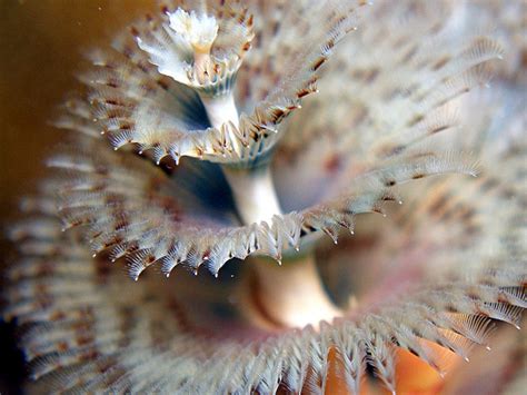 Christmas Tree Worm Anatomy