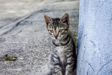 Adottare Un Gatto Randagio Tutte Le Cose Da Sapere