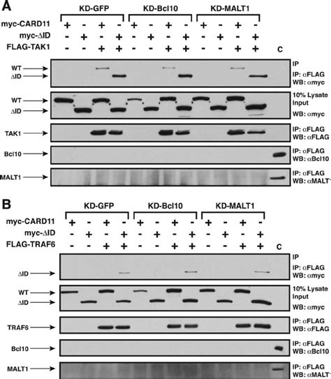 Effect Of Bcl And Malt Knockdown On The Association Of The Id With