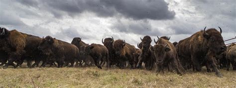 Near Extinction And Conservation Of Bison Buffalo Billfold Company