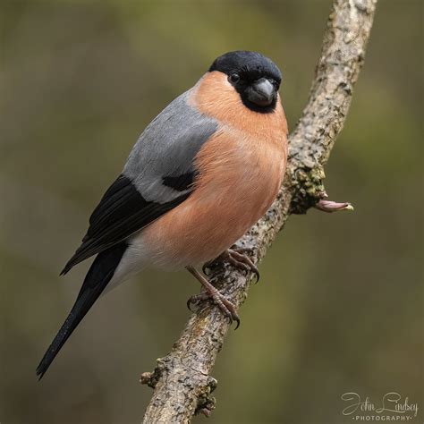 Male Bullfinch In The Rain A Male Bullfinch In The Rain On Flickr