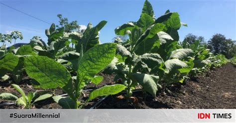 Petani Tanam Tembakau Pada Ribuan Hektare Lahan Di Lombok