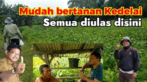 Cara Budidaya Tanaman Kedelai Youtube