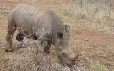 Hluhluwe Imfolozi Park Safari Experience