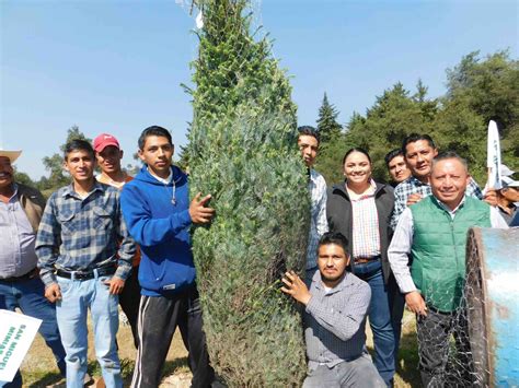 Se Realiz El Primer Corte De Rbol De Navidad En Plantaci N La Cuesta