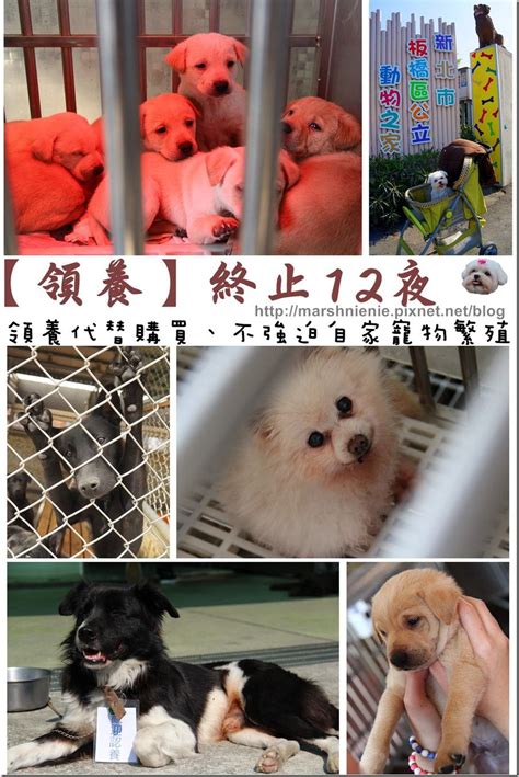 【領養公告】板橋流浪動物收容所（內有許多待領養狗狗的照片，請幫忙轉分享） 捏捏媽natasha。食在遊趣