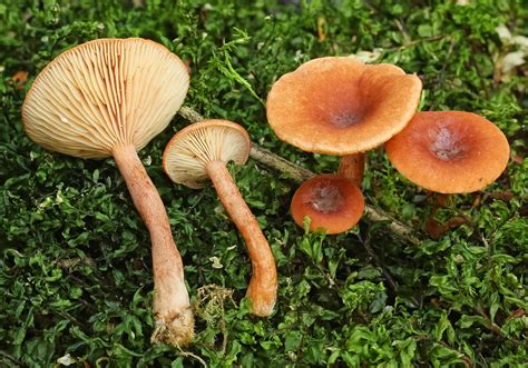 Lactarius Subdulcis The Ultimate Mushroom Guide