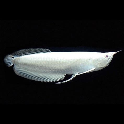 Planet Arowana Platinum Silver Arowana