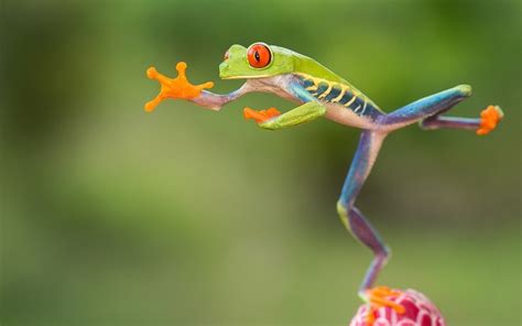 In Pictures Jumping Red Eyed Tree Frogs Of Costa Rica By Nicolas