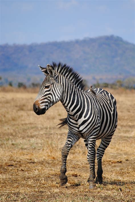 Images Gratuites faune Afrique crinière parc national savane