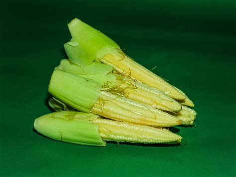 Young Small Corn Closeup Free Stock Photo Public Domain Pictures