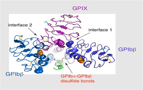 Glycoprotein Ib IX V Receptor Complex Encyclopedia MDPI