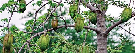 Bonete O Cuaguayote Árbol De México
