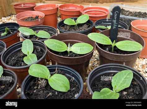 Young Courgette Plants Zucchini In Pots Growing Vegetable Seedlings