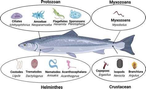 Common Protozoan And Metazoan Parasites Of Fish Fish Parasites
