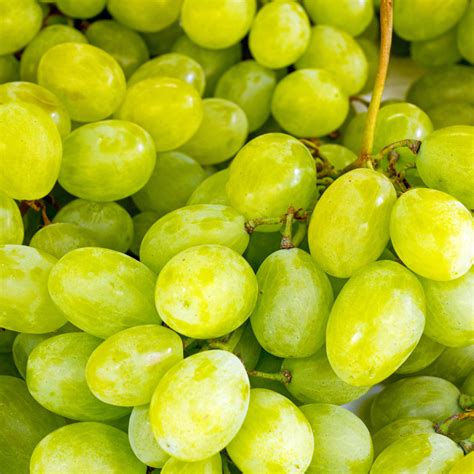 Seedless Green Grapes – Greenways