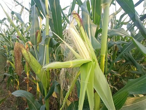 Siembra Orgánica De Maíz O Maíz En El Campo De Maíz Fotografía Cercana