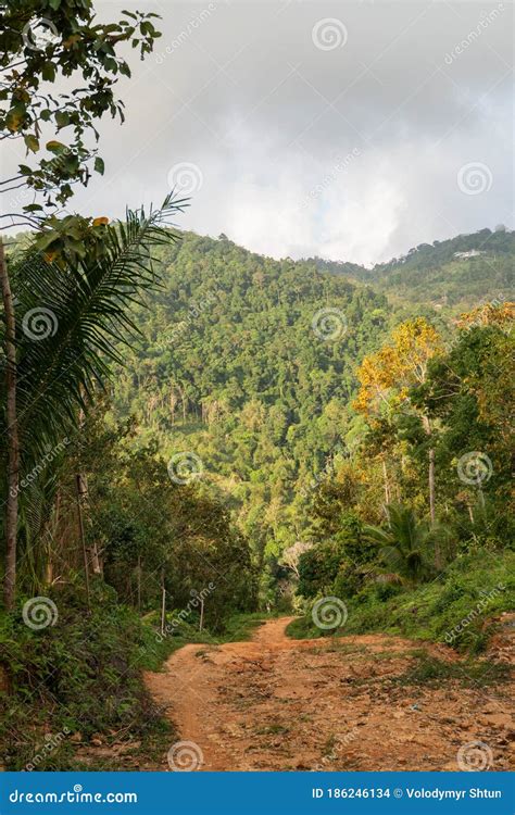 A Dirt Road Among The Jungle And Mountains Rural Dirt Road In The