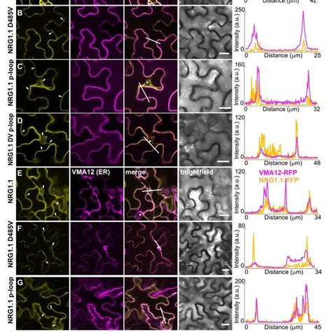 Pdf The Plant Immune Receptors Nrg And Adr Are Calcium Influx