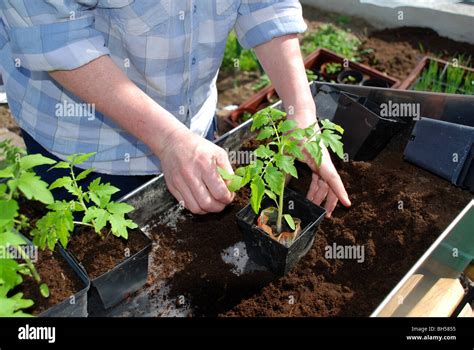 Planting Tomatoes Hi Res Stock Photography And Images Alamy