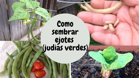 COMO SEMBRAR EJOTES JUDIAS VERDES EN CASA DESDE LA GERMINACION HASTA