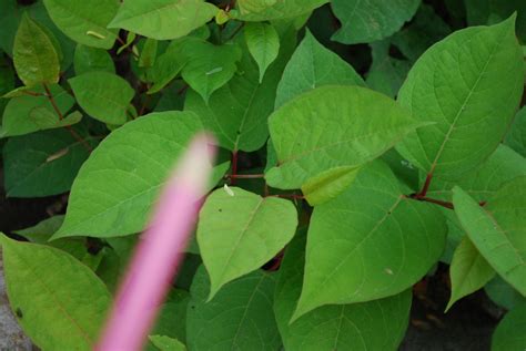 Autotroph - Biology in my backyard