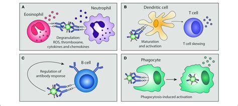 Antibody Mediated Immunomodulation Immune Complexes Can Skew Immune