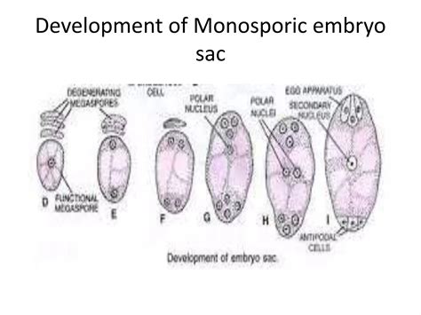 Types of embryo sac | PPTX | Biological Sciences | Science 