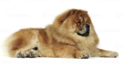 Beautiful chow chow posing in a photo studio 30017735 Stock Photo at ...