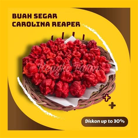 Jual BUAH Cabai CAROLINA REAPER RED Cabe Terpedas Nomor 1 Di Dunia