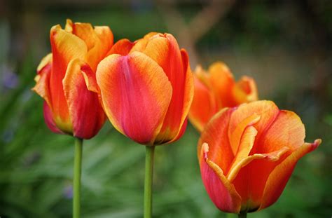 Fondos De Pantalla Tulipanes Flores Brotes Vistoso Difuminar