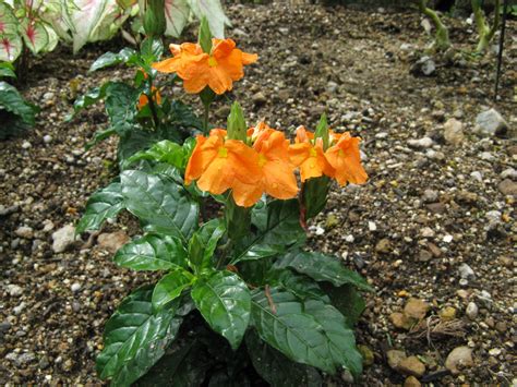 Krosandra (Crossandra infundibuliformis) - Plantea