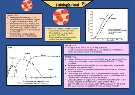 Fisiolog A Fetal Hematopoyesis Mishelle Chavez Udocz