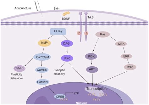 Frontiers Effect Of Acupuncture On BDNF Signaling Pathways In Several