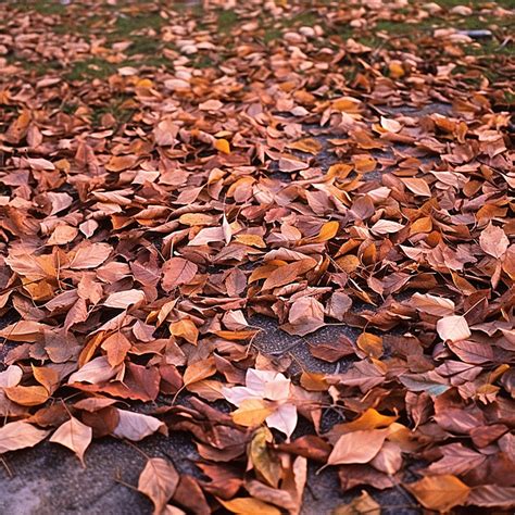 Autumn Leaves On The Ground Background Autumn Season Leaves