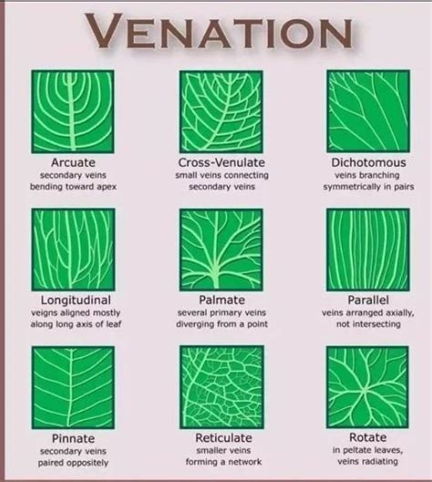 What Is Leaf Venation Explain The Types Of Leaf Venation With