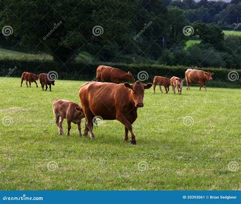 South Devon Cattle stock image. Image of females, book - 20393061