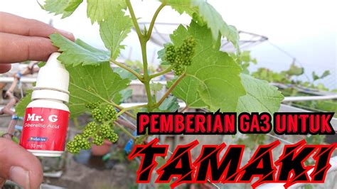 PEMBERIAN GA3 PERTAMA UNTUK ANGGUR TAMAKI YouTube