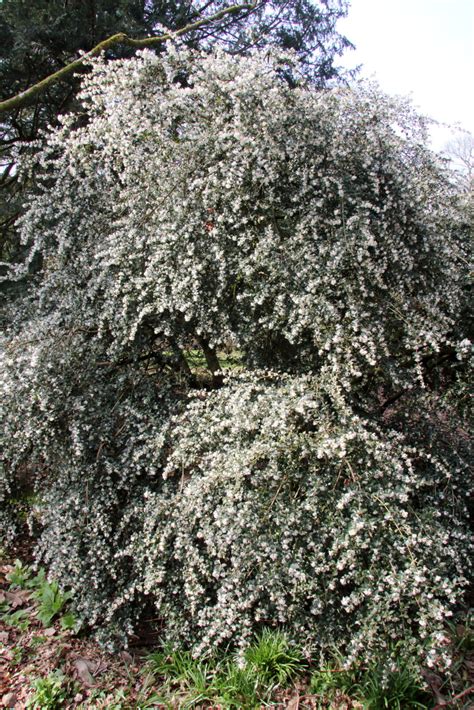 Osmanthus delavayi ‘Latifolius’ | Pan Global Plants