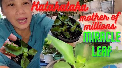 #66 vlog//Katakataka/Kalanchoe Pinnata Plant care - YouTube