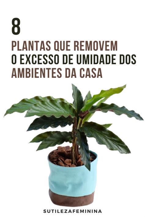 11 Plantas que podem sobreviver até no canto mais escuro da sua casa